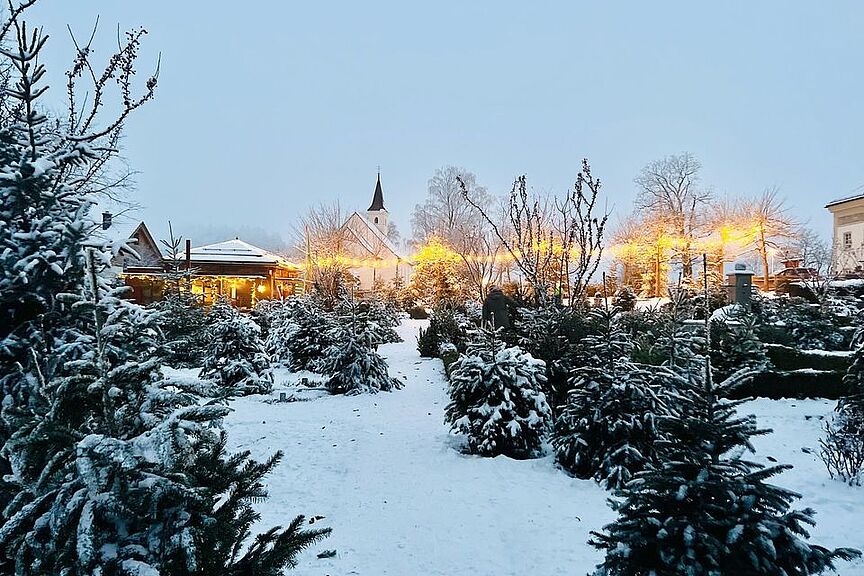 Tannenbäume im Schnee vor dem Gut Kerschlach